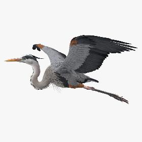 3D model Great Blue Heron in Flight